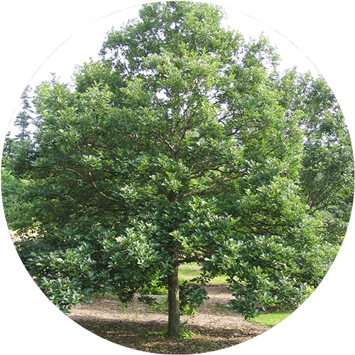 A bicolor white oak tree.